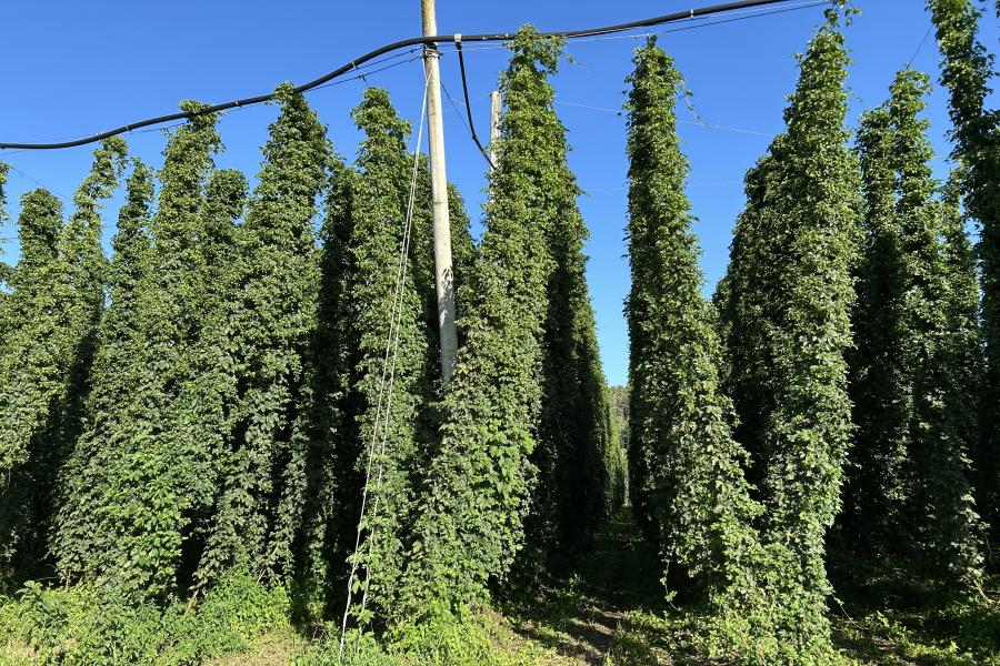 Pflanzenstandsbericht Hopfen - August 2025