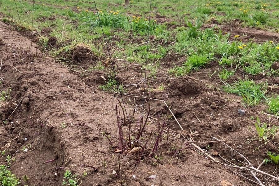 Pflanzenstandsbericht Hopfen - April 2026