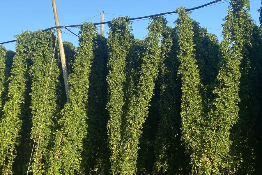 Pflanzenstandsbericht August 2024