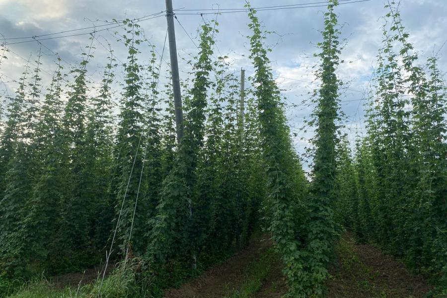 Pflanzenstandsbericht Juni 2024